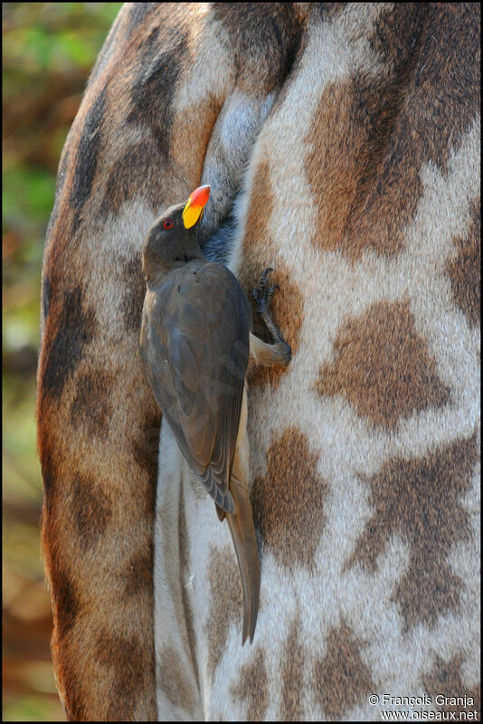 Yellow-billed Oxpecker