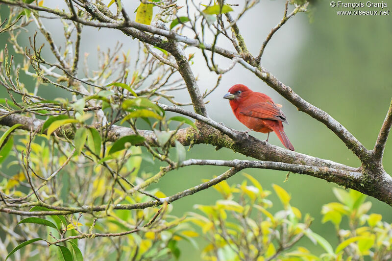 Tooth-billed Tanager