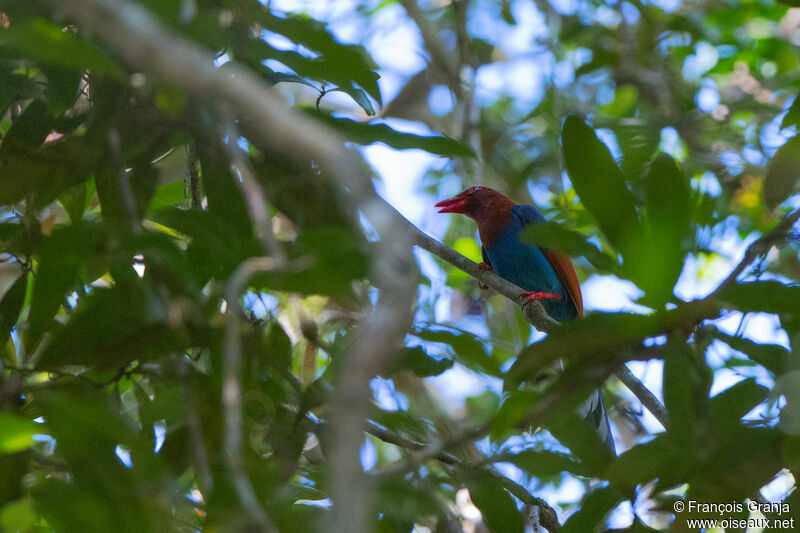 Sri Lanka Blue Magpie