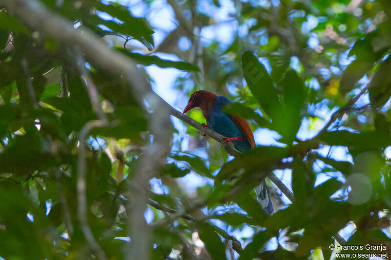 Sri Lanka Blue Magpie