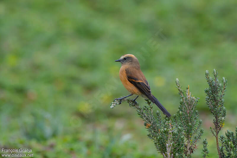 Brown-backed Chat-Tyrantadult, habitat, pigmentation, Behaviour