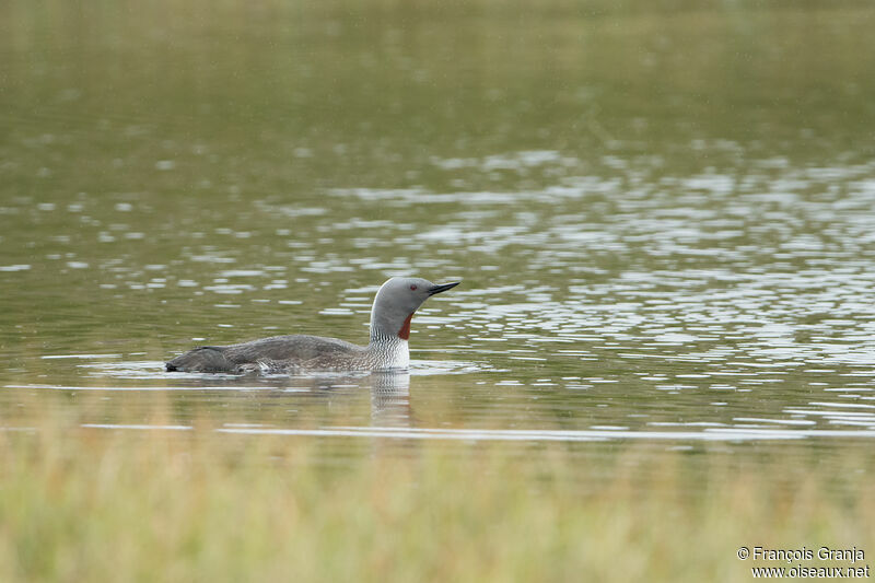 Red-throated Loon