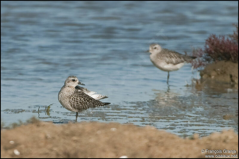 Pluvier argentéadulte