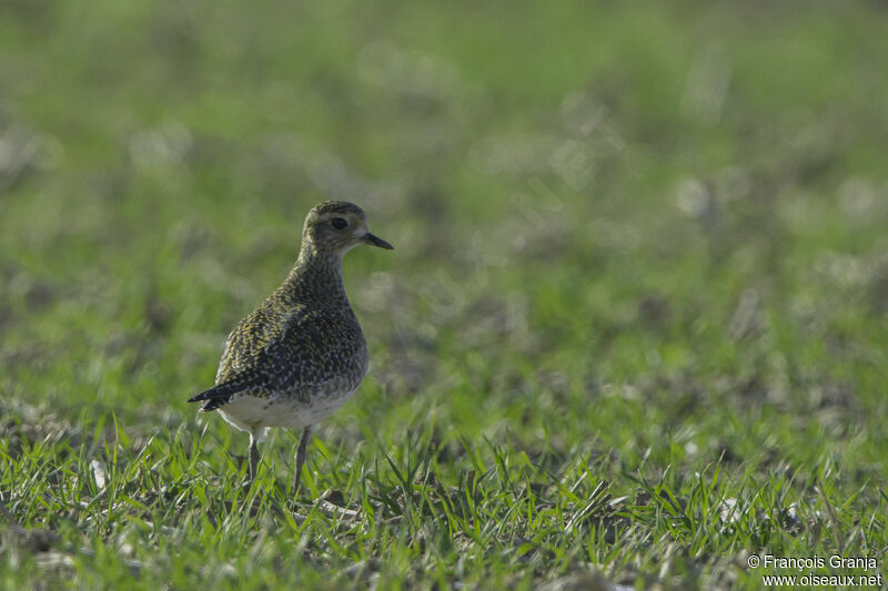 European Golden Plover