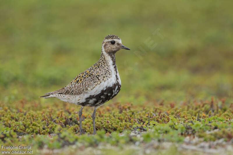 European Golden Plover female adult breeding, identification