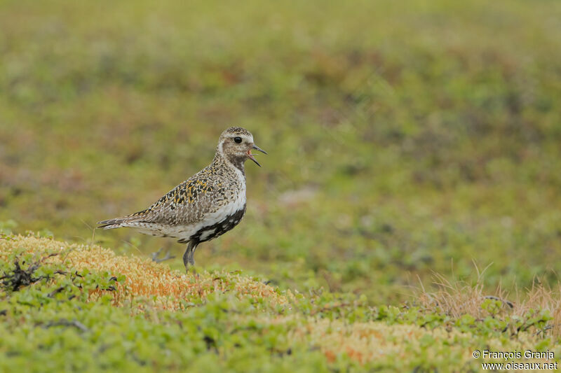 European Golden Plover