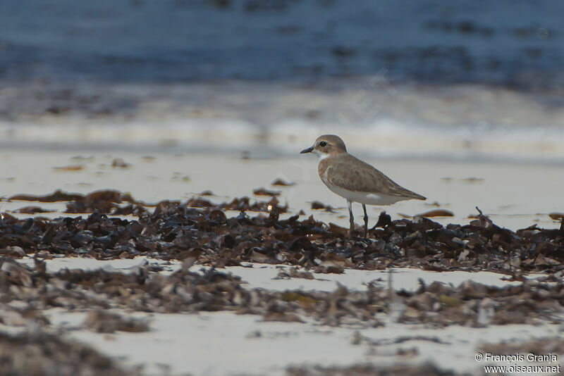 Tibetan Sand Ploveradult