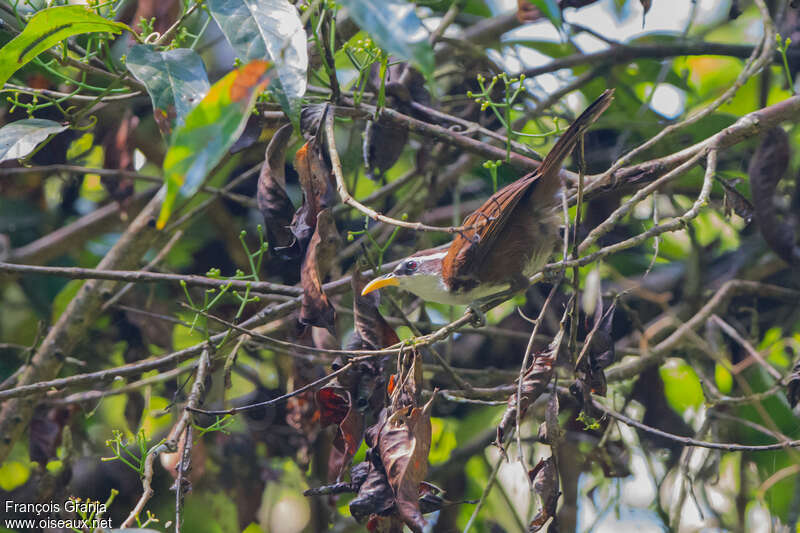 Pomatorhin de Ceylanadulte, identification