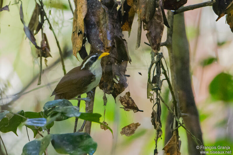 Sri Lanka Scimitar Babbler