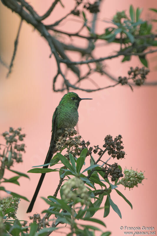 Green-tailed Trainbearer