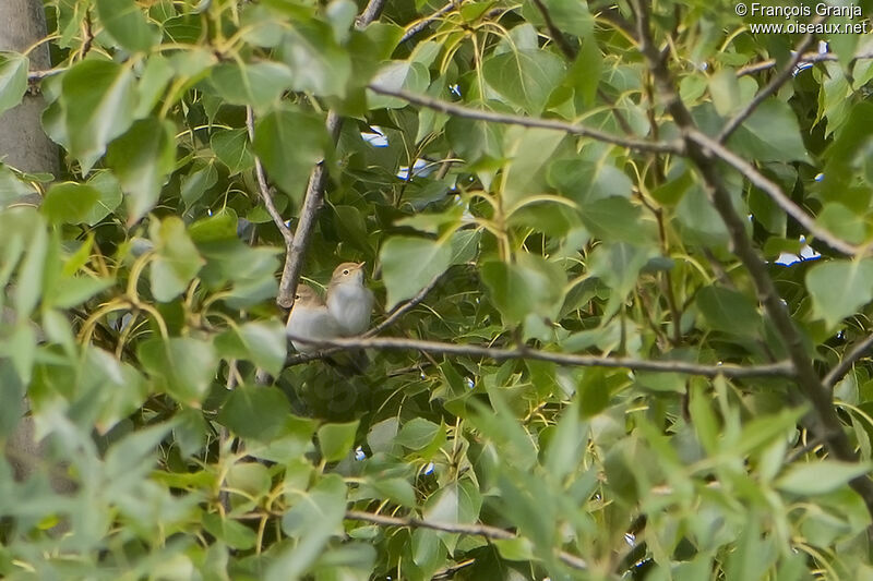 Western Bonelli's Warblerjuvenile