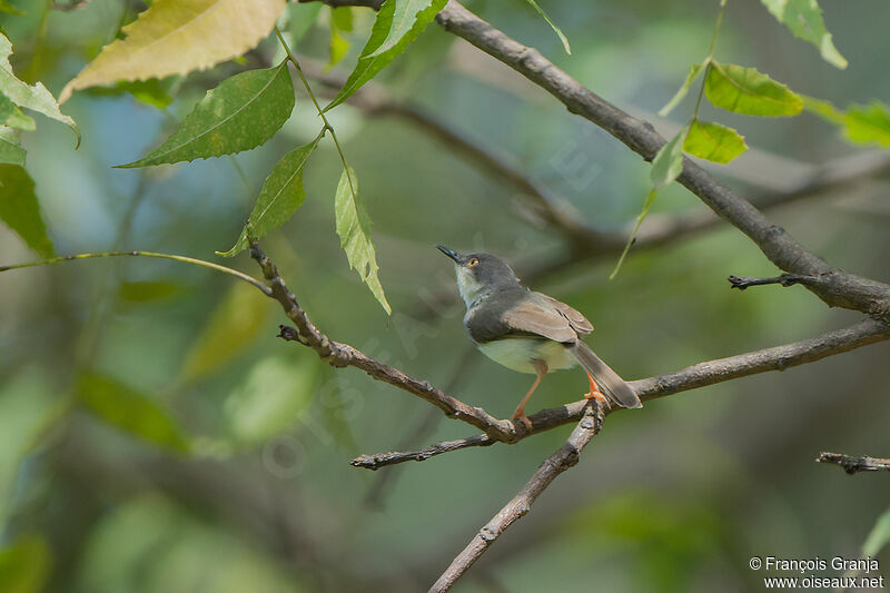 Prinia de Hodgson