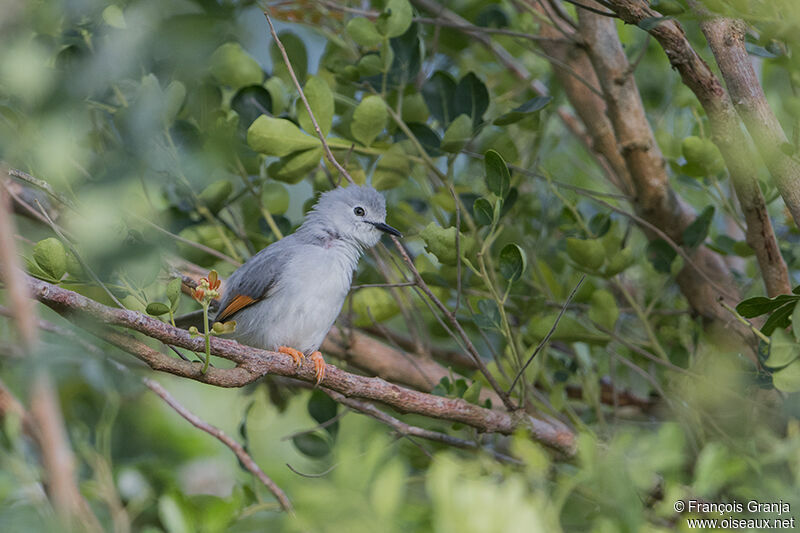 Prinia griseadulte