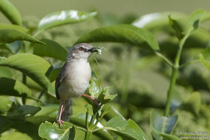 Tawny-flanked Prinia