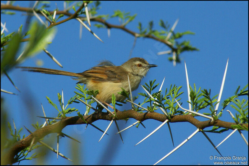 Tawny-flanked Prinia