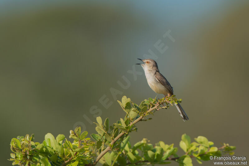 Prinia simple