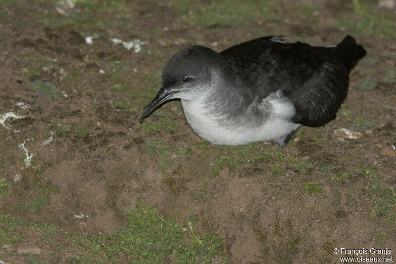 Puffin des Anglaisadulte