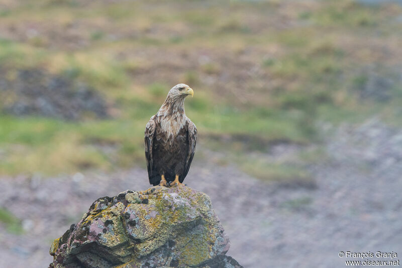 White-tailed Eagle