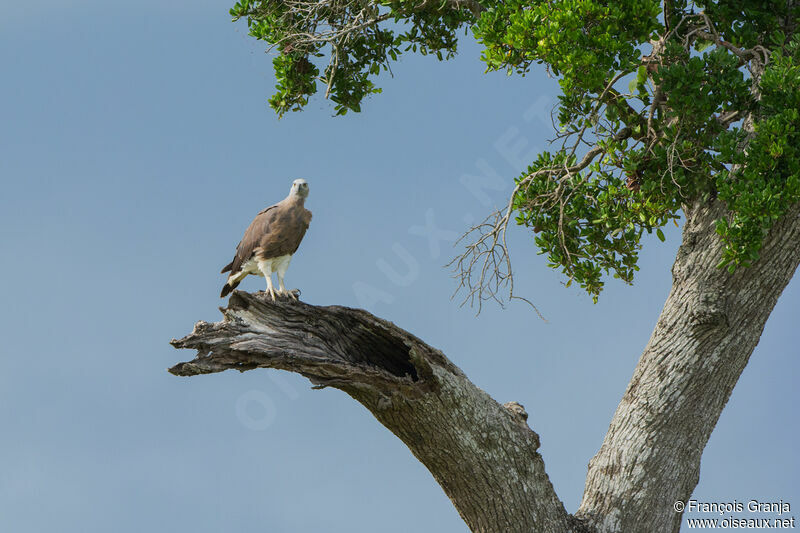 Grey-headed Fish Eagle