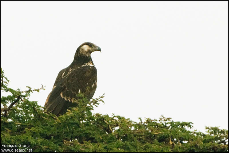 Pygargue vocifèrejuvénile, identification