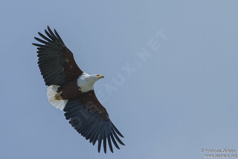 African Fish Eagle