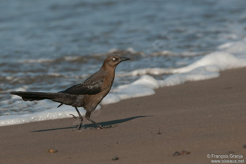 Great-tailed Grackle female adult