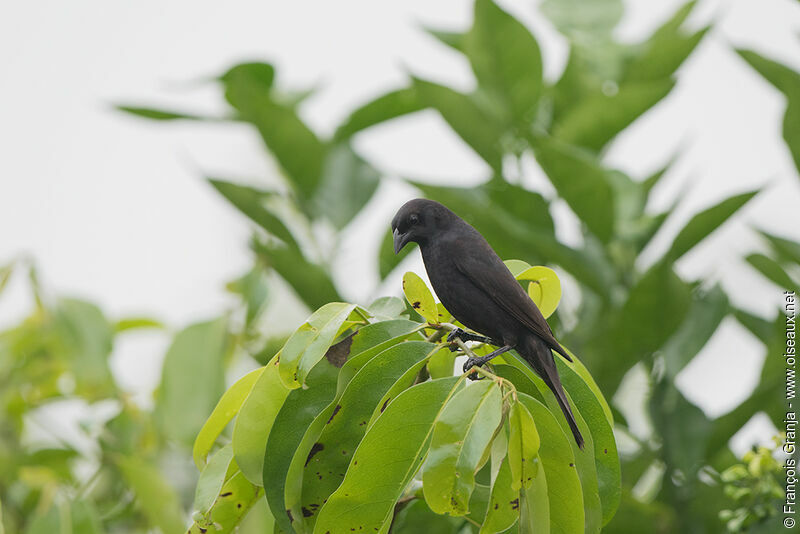 Scrub Blackbird