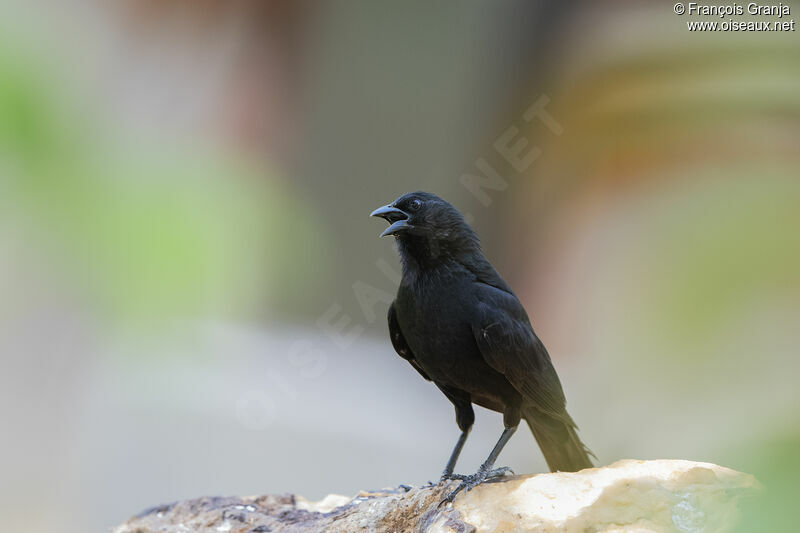 Chopi Blackbird