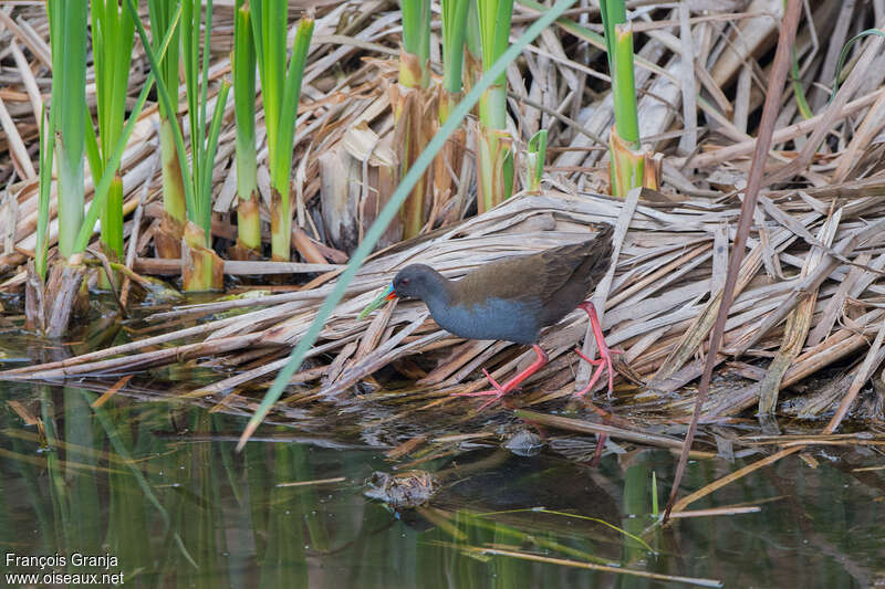 Plumbeous Railadult, habitat, pigmentation