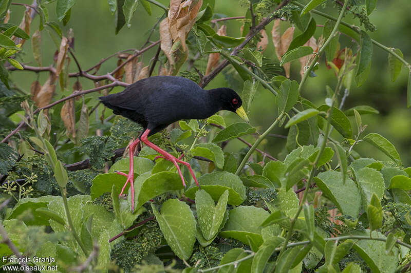 Râle à bec jauneadulte, habitat