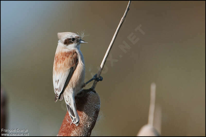 Rémiz penduline femelle adulte, identification