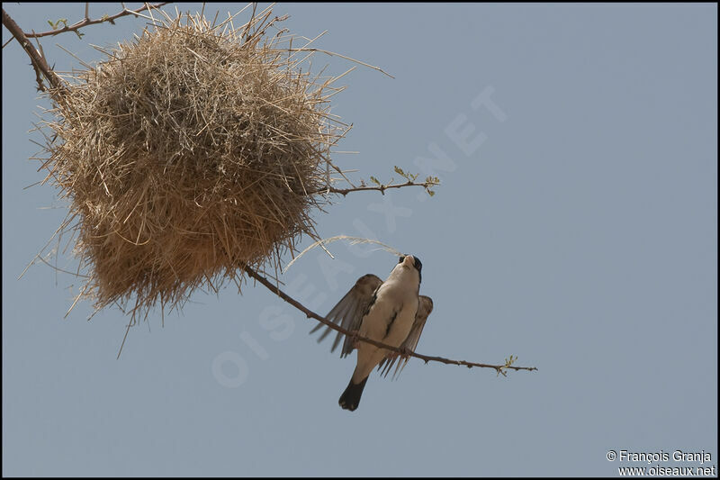 Black-capped Social Weaver