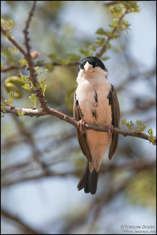 Black-capped Social Weaveradult