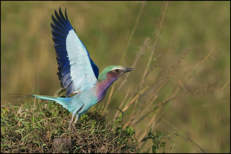 Lilac-breasted Roller