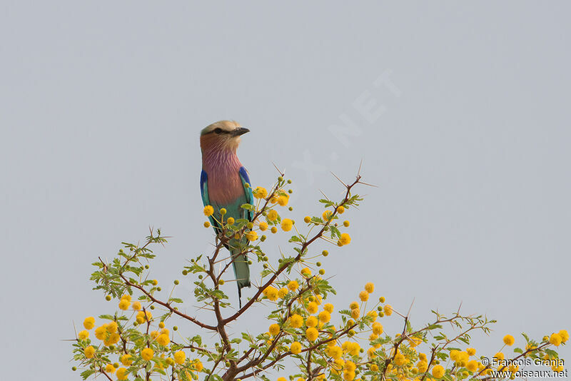 Lilac-breasted Roller