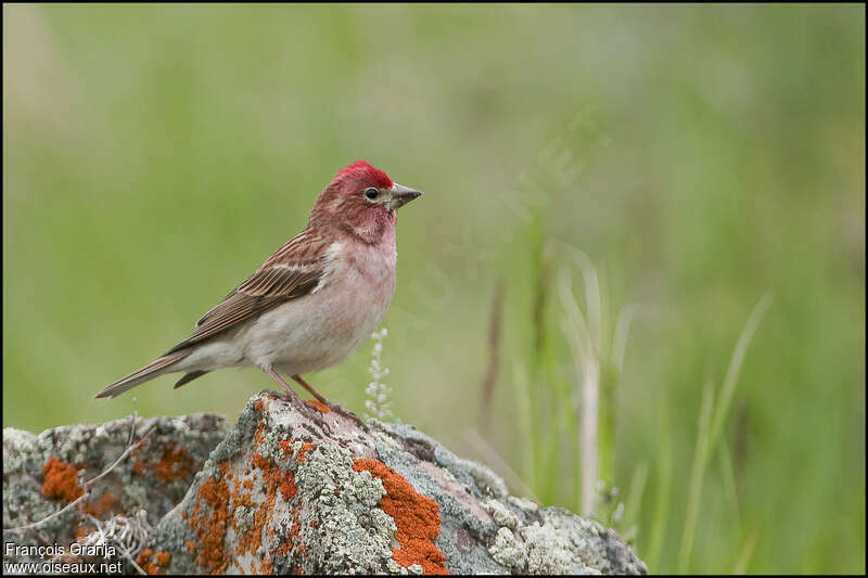 Cassin's Finch male adult, identification