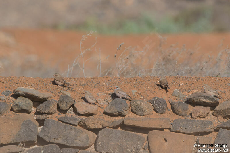 Trumpeter Finch