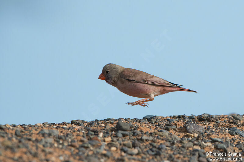 Trumpeter Finch