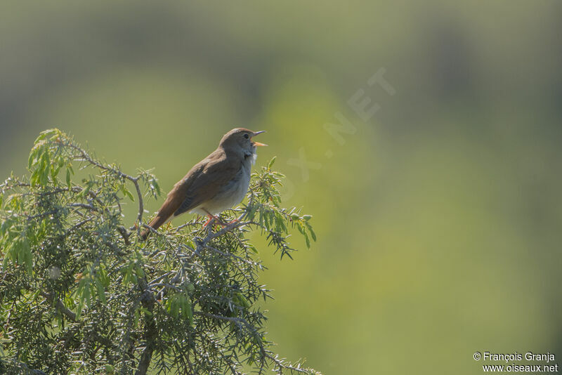 Common Nightingale