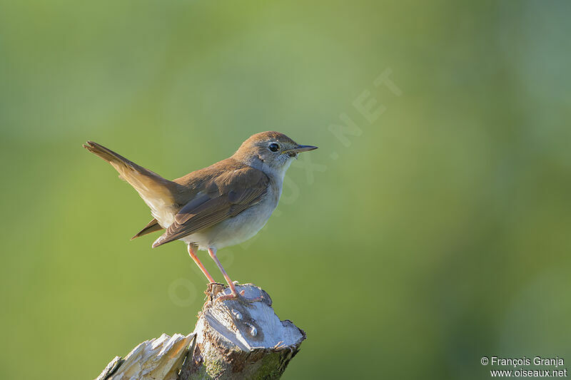 Common Nightingale