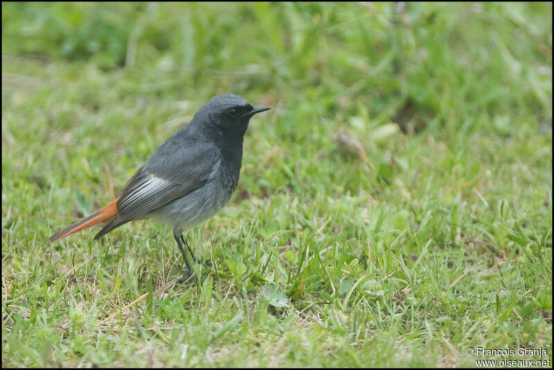 Black Redstartadult