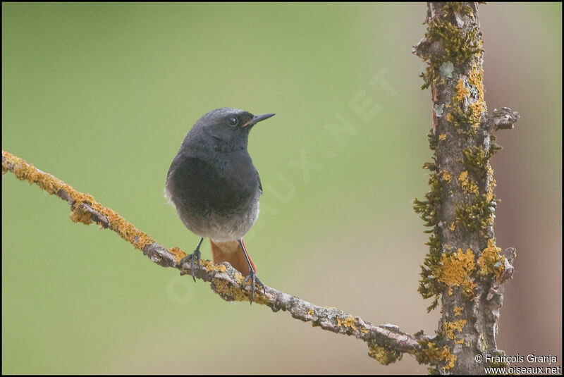 Black Redstart male adult