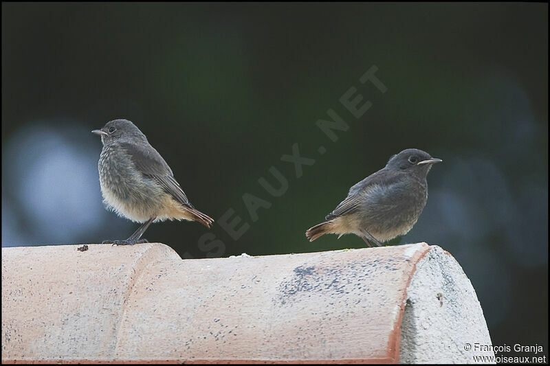 Black Redstartjuvenile