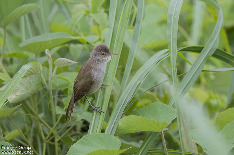 Lesser Swamp Warbleradult, habitat, pigmentation