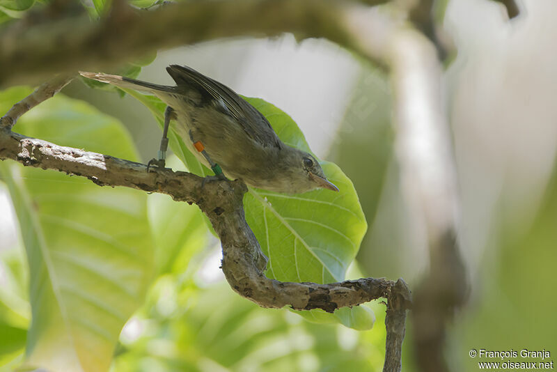 Rousserolle des Seychellesadulte