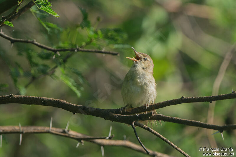 Clamorous Reed Warbler