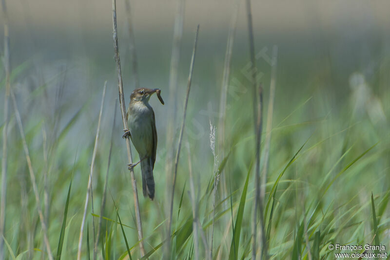 Great Reed Warbleradult