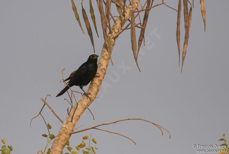 Pale-winged Starling