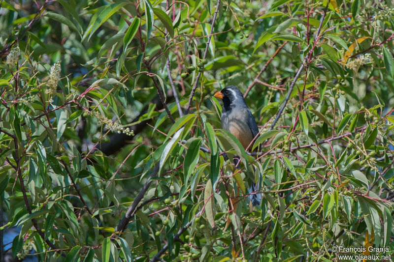 Golden-billed Saltator male