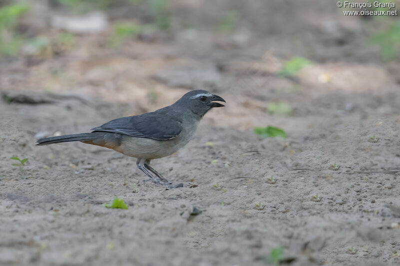 Bluish-grey Saltator